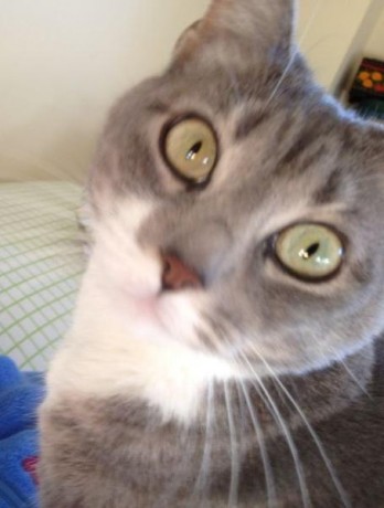 Un familiar que reside en Valencia se ha ido hasta final de año al extranjero y ha dejado a su gata a 110