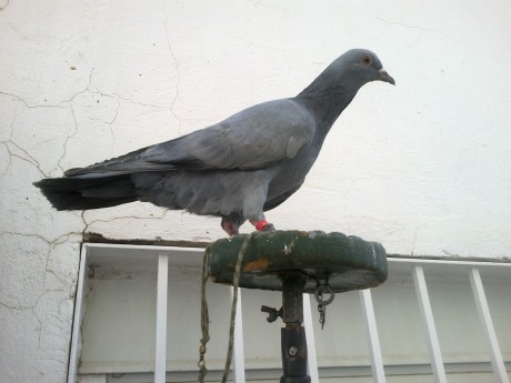 Hola, vendemos palomas enseñadas para cimbel educadas  a tu gusto, azules de gascuña  y cruzadas de alondra 00