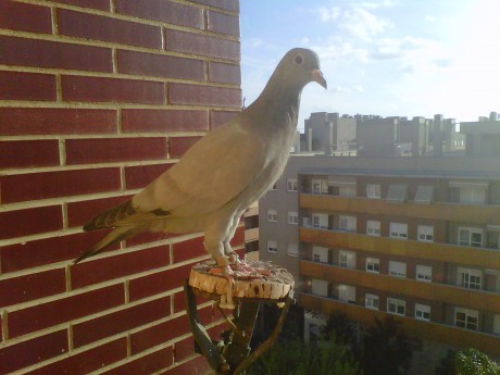 Hola, vendemos palomas enseñadas para cimbel educadas  a tu gusto, azules de gascuña  y cruzadas de alondra 12