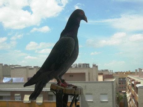 Hola, vendemos palomas enseñadas para cimbel educadas  a tu gusto, azules de gascuña  y cruzadas de alondra 11