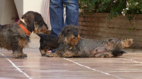 Tres mesazos. Teckel miniatura.
    Cariñoso,activo ,guapo y bien plantado.
     Gracias A.S.M. por este 90