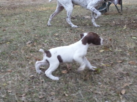 Excepcional camada hijos de Tirso de la Rue de la Florie y Hazavieja, muy buenos cazadores polivalentes, 02