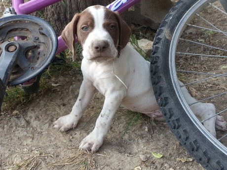 Excepcional camada hijos de Tirso de la Rue de la Florie y Hazavieja, muy buenos cazadores polivalentes, 01