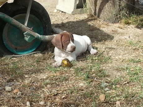 Excepcional camada hijos de Tirso de la Rue de la Florie y Hazavieja, muy buenos cazadores polivalentes, 00