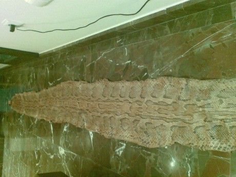 vendo esta piel de srpiente 2,85mtrs ideal para decorar 100€ 01