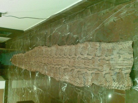 vendo esta piel de srpiente 2,85mtrs ideal para decorar 100€ 00