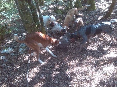 ALMUERZOS DE CAZA MENOR NO CUENTAN Y LOS ABATES SIN FOTO 

Voy a recordar las normas y asi los nuevos 150