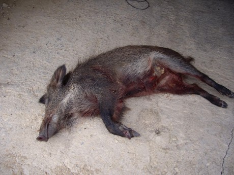 ALMUERZOS DE CAZA MENOR NO CUENTAN Y LOS ABATES SIN FOTO 

Voy a recordar las normas y asi los nuevos 150