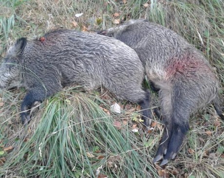 ALMUERZOS DE CAZA MENOR NO CUENTAN Y LOS ABATES SIN FOTO 

Voy a recordar las normas y asi los nuevos 151