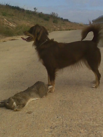 Segun la ley de caza del Pais vasco , la caza de la becada solo se podra realizar con PERRO (punto) 

En 91