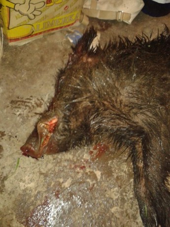 ALMUERZOS DE CAZA MENOR NO CUENTAN Y LOS ABATES SIN FOTO 

Voy a recordar las normas y asi los nuevos 162