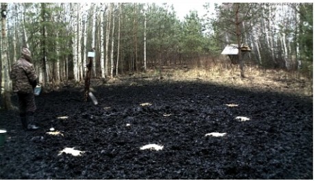 https://www.looduskalender.ee/en/node/15259

Vuelve a funcionar la cámara del bosque de los jabalíes. 100