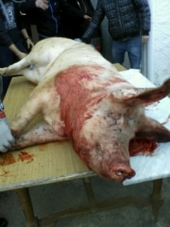 No, no me he fumado una de mis pipas :cow: 

personalmente es un espectáculo que me desagrada mucho, amén 12