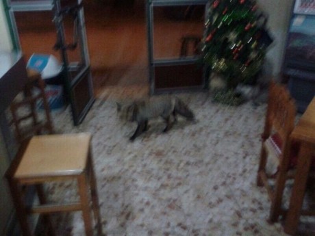 Bueno compañeros viendo que hay incondicionales para todo abro este para ver los seguidores de la caza 92