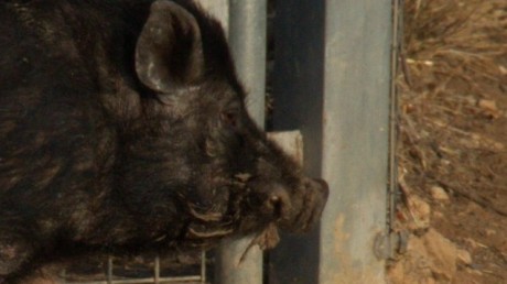salgo a pasear,a coger algunos espárragos,que me como insitu ,cruditos,tiernecitos y sabrosísimos .

 02