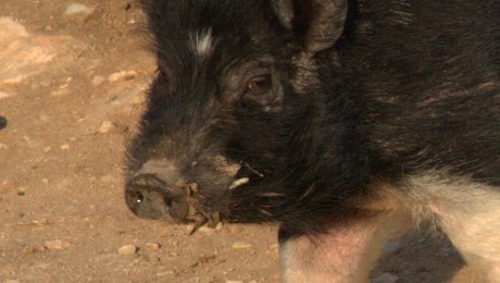 salgo a pasear,a coger algunos espárragos,que me como insitu ,cruditos,tiernecitos y sabrosísimos .

 01