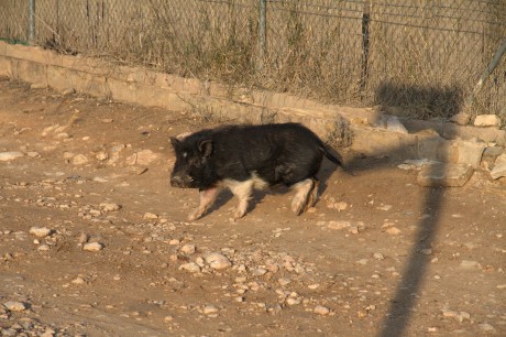 salgo a pasear,a coger algunos espárragos,que me como insitu ,cruditos,tiernecitos y sabrosísimos .

 00
