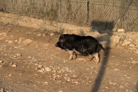 salgo a pasear,a coger algunos espárragos,que me como insitu ,cruditos,tiernecitos y sabrosísimos .

 11