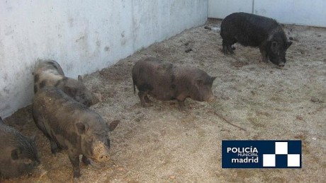 salgo a pasear,a coger algunos espárragos,que me como insitu ,cruditos,tiernecitos y sabrosísimos .

 100