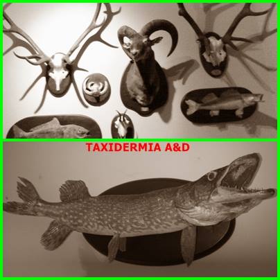 Hola! se realizan  tipo de trabajos de taxidermia, y venta de materiales, trofeos, moldes,replicas...etc... 00