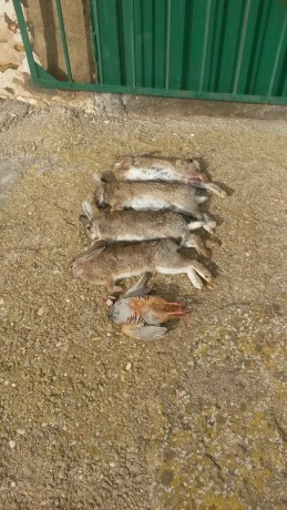 Bueno los cazadores de la comunidad valenciana ya estamos listos para arrancar el motor de la media veda 60