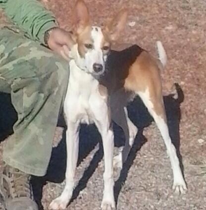 Un amigo perdió en Pancrudo (Teruel)su perrita el domingo día 9 de noviembre.
 La perrita es de raza xarnega, 00