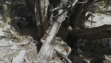 Encuentran, en una remota zona desértica de Nevada, un rifle apoyado en un árbol que parece que ha estado 110