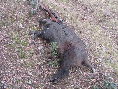 Siempre hemos oído que los cerrojo superan en mucho en cuanto a precisión se refiere a los rifles semis.
Esto 41