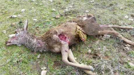 Ya podéis empezar a poner cosas.

 LOS ALMUERZOS DE CAZA MENOR NO CUENTAN Y LOS ABATES SIN FOTO TAMPOCO 81