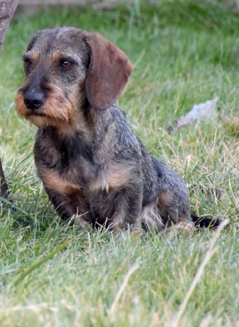 Disponible para montas, perro muy completo tanto en morfología como en trabajo. Campeón Joven de Belleza 02