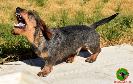 Disponible para montas, perro muy completo tanto en morfología como en trabajo. Campeón Joven de Belleza 00