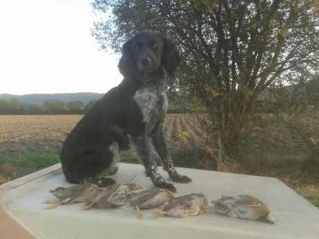 FUTURA CAMADA DE BRETONES. NACERAN EL 5 DE JUNIO, LIENA FRANCESA PADRES MUY BUENOS CAZADORES. PADRE EL 02
