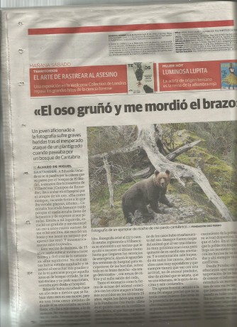 Parece ser que un oso pardo que se encontraba tranquilamente dedicado a  sus cosas ha soltado un zarpazo 00