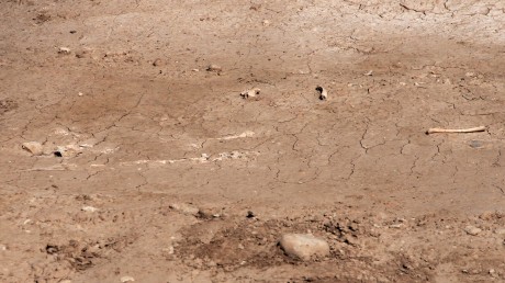 En caso de serlo,¿son antiguos o de época actual?
 Y la siguiente fotos , ¿puede ser un esqueleto?.
  00