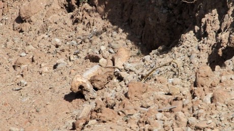 En caso de serlo,¿son antiguos o de época actual?
 Y la siguiente fotos , ¿puede ser un esqueleto?.
  32