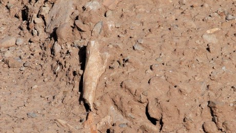 En caso de serlo,¿son antiguos o de época actual?
 Y la siguiente fotos , ¿puede ser un esqueleto?.
  31