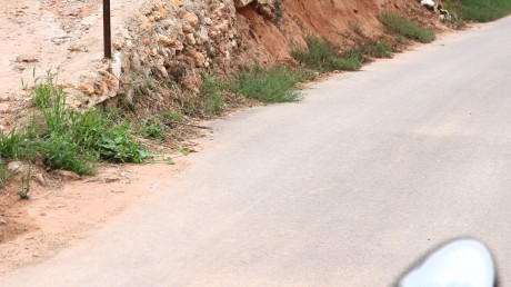 Hoy paseando con la bici por terrenos de Foyos, escuchando los disparos de las escopetas .

 Parece que 00
