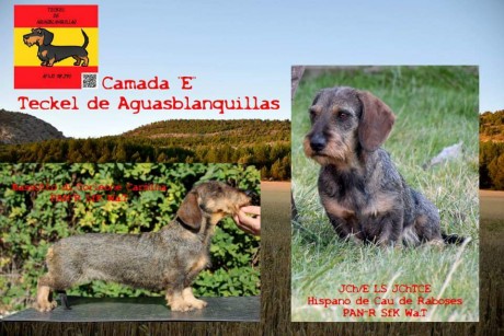 De mis perros de caza, madre importada de Hungría, padre Campeón Joven de Belleza, Campeón Regional, Campeón 01