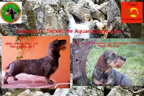 De mis perros de caza, madre importada de la Republica Checa, padre Campeón Joven de Belleza, Campeón 01