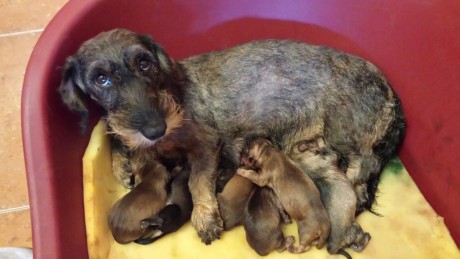 De mis perros de caza, madre importada de la Republica Checa, padre Campeón Joven de Belleza, Campeón 00