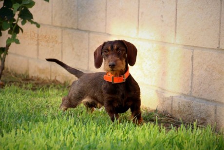 De mis perros de caza, madre importada de la Republica Checa, padre Campeón Joven de Belleza, Campeón 40