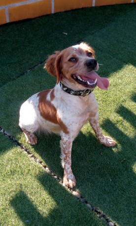 Se reservan cachorros de próxima camada para principios de Febrero. Padres excelentes cazadores y de inmejorables 00