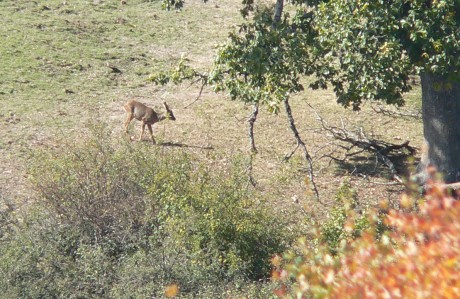 Pues eso,que ya estan en marcha las subastas de corzo macho.Las hembras las reservan para los socios,y 30