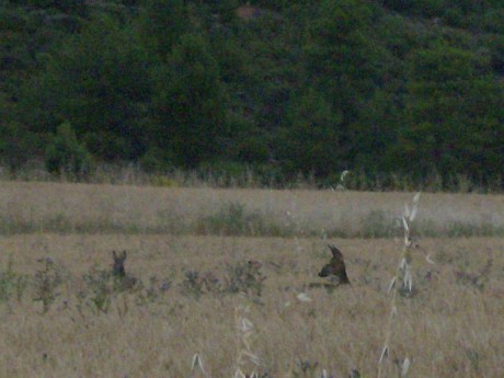 Pues eso,que ya estan en marcha las subastas de corzo macho.Las hembras las reservan para los socios,y 141