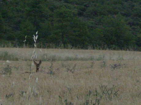 Pues eso,que ya estan en marcha las subastas de corzo macho.Las hembras las reservan para los socios,y 140