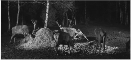 WEBCAM DESDE UN BOSQUE EN ESTONIA (Ciervos).

https://www.looduskalender.ee/en/node/24833

Y este otro 00