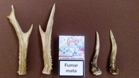 Vendo estas dos parejas de cuernos, de pequeño tamaño , adecuadas para adorno de cuchillos, colgantes, 00