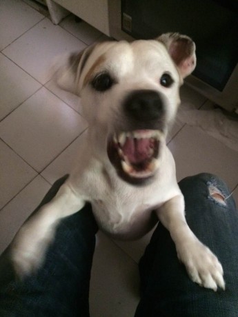 ofrezco macho jack russell terrier sierralegre hijo de polo sierralegre ... tiene 6 años .. lo ofrezco 01