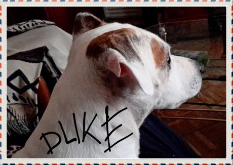 ofrezco macho jack russell terrier sierralegre hijo de polo sierralegre ... tiene 6 años .. lo ofrezco 00