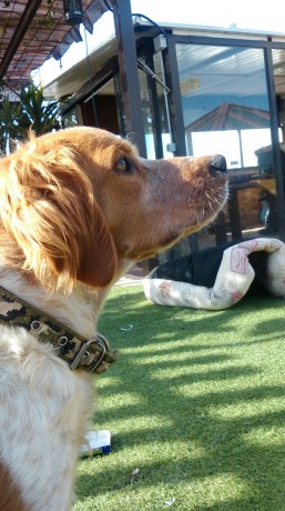 Se reservan cachorros de próxima camada para principios de Febrero. Padres excelentes cazadores y de inmejorables 22